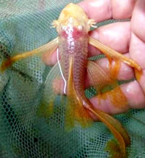 Albino Long Finned Bushynose Pleco - 4-5 inch Albino Long Finned Bushynose Pleco - 4-5 inch